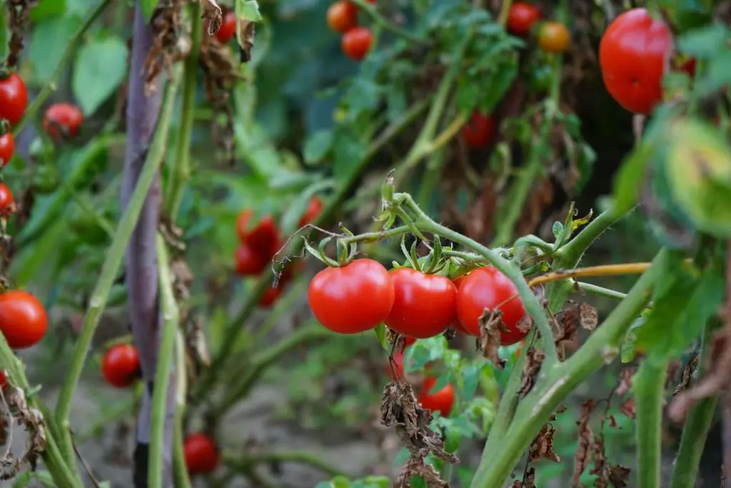 companion plants for sage