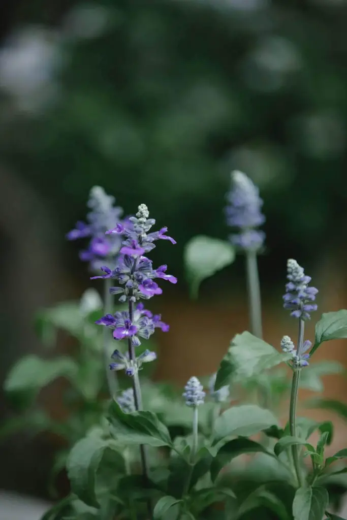 companion plants for sage