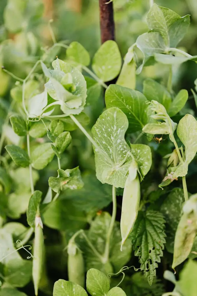 companion plants for sage