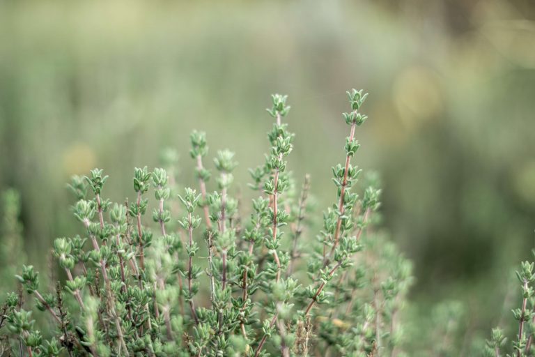 23 Companion Plants For Thyme To Help It THRIVE! [2023]