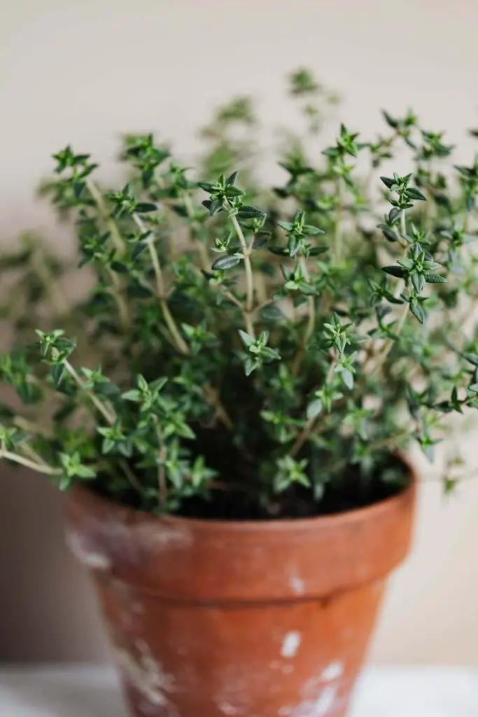 companion plants for thyme