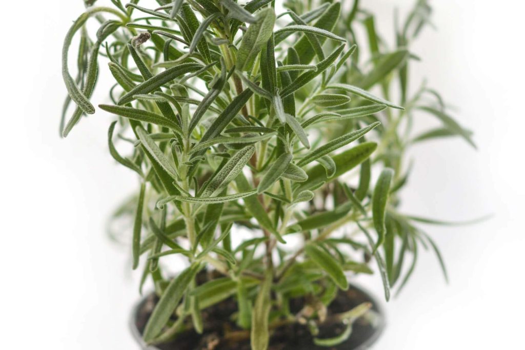 companion plants for thyme