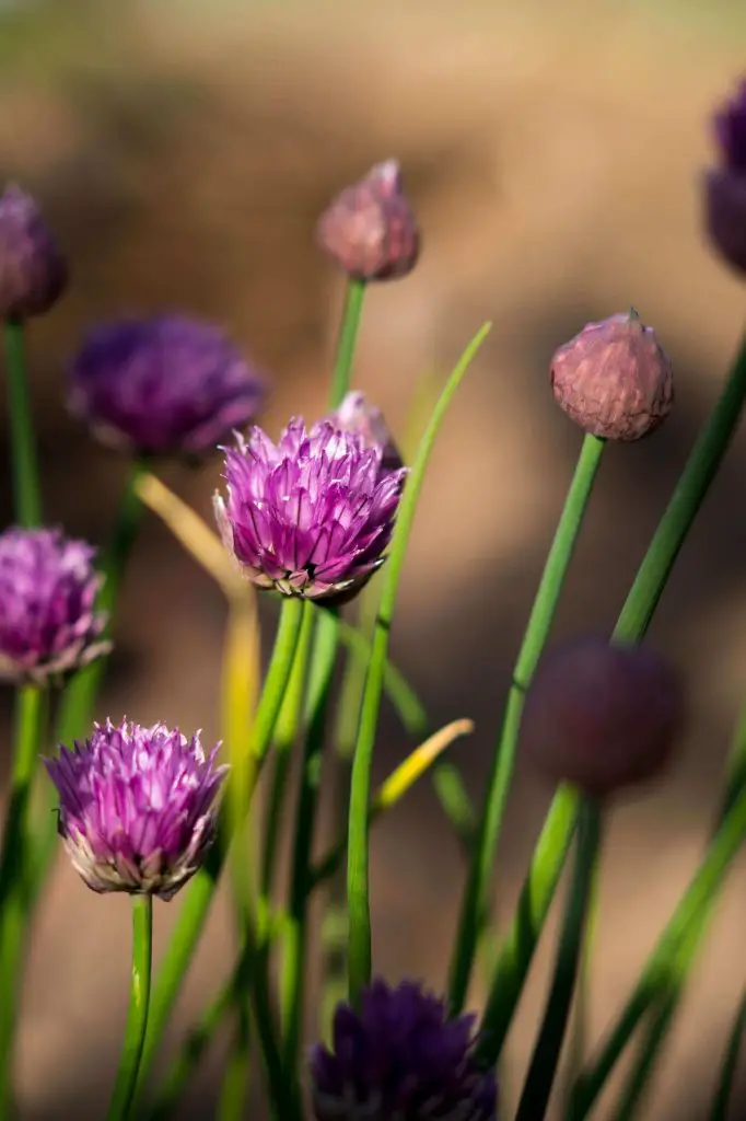 how to harvest chives without killing the plant
