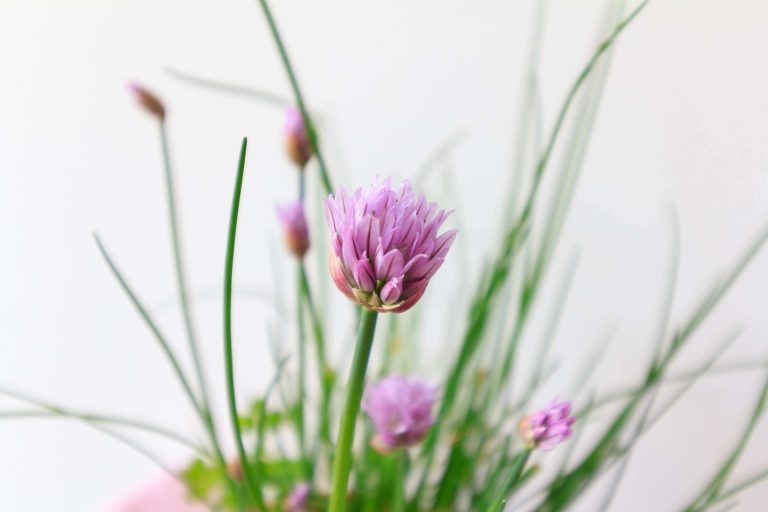 How To Harvest Chives Without Killing The Plant [Exact Steps]