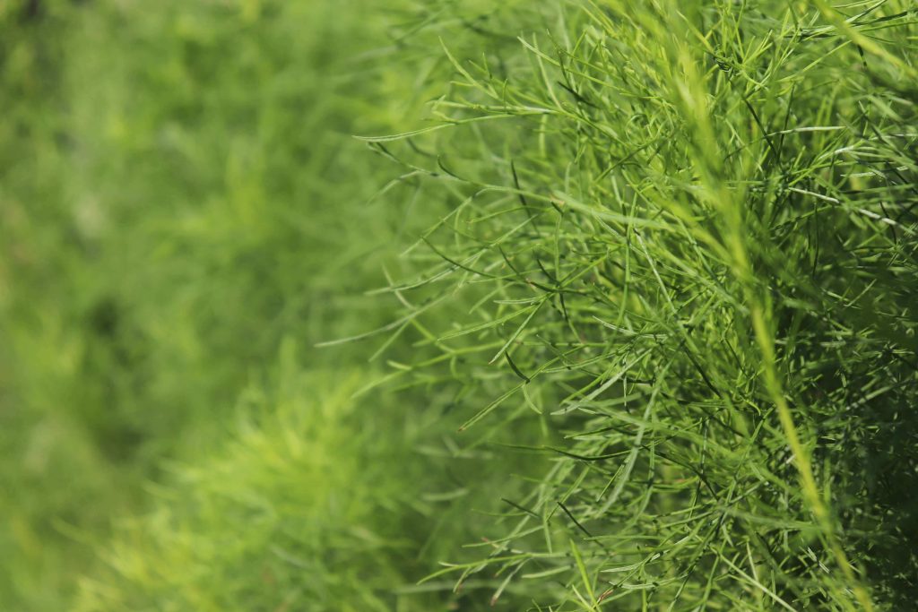 how to harvest dill without killing the plant