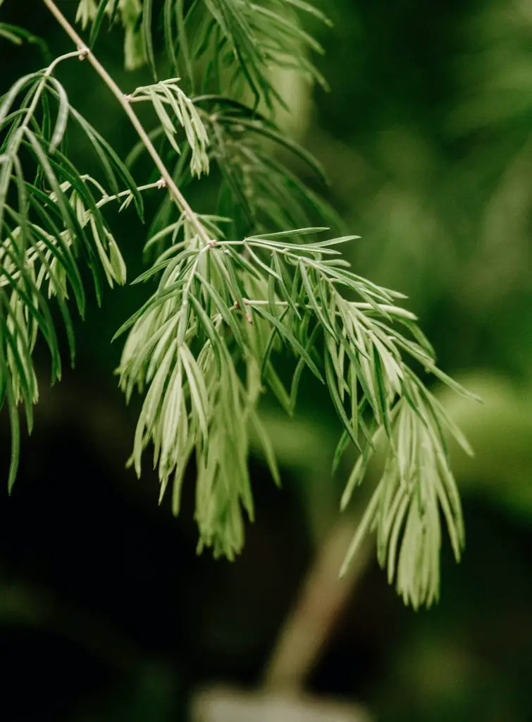 how to harvest dill without killing the plant