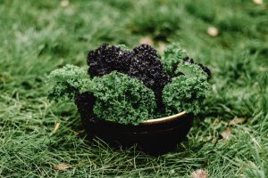 how to harvest kale without killing the plant