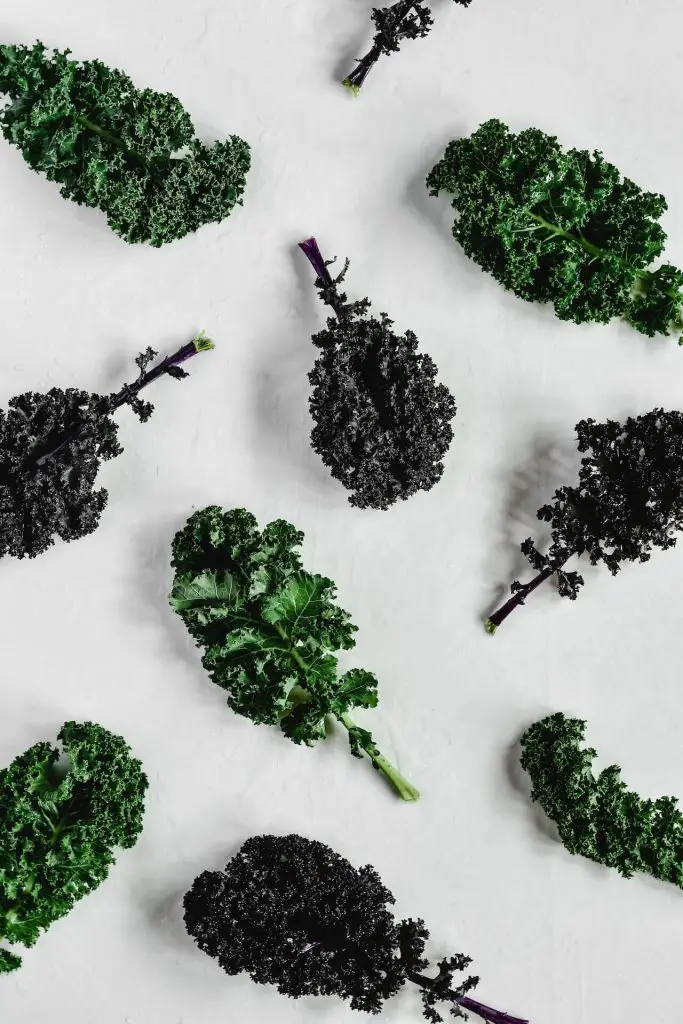 how to harvest kale without killing the plant