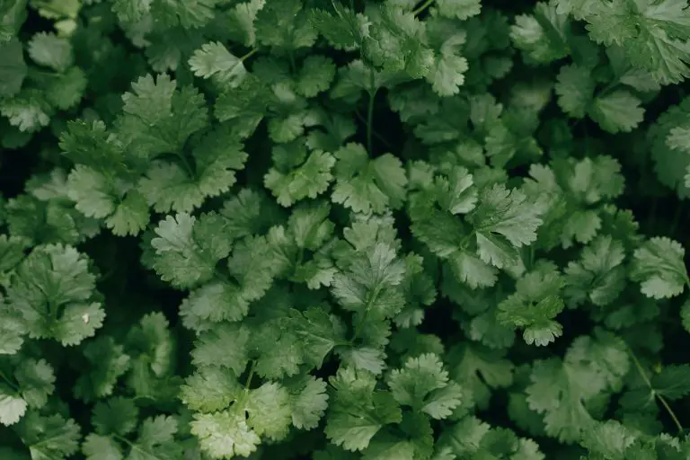 How To Harvest Parsley Without Killing The Plant -Exact Steps! [2023]