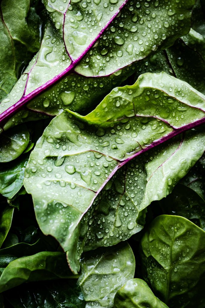 how to harvest spinach without killing the plant