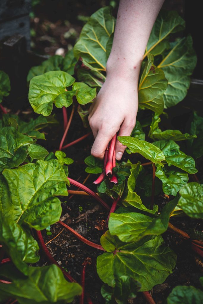 how to harvest swiss chard without killing the plant
