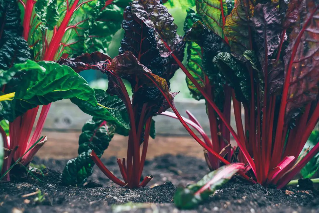 how to harvest swiss chard without killing the plant