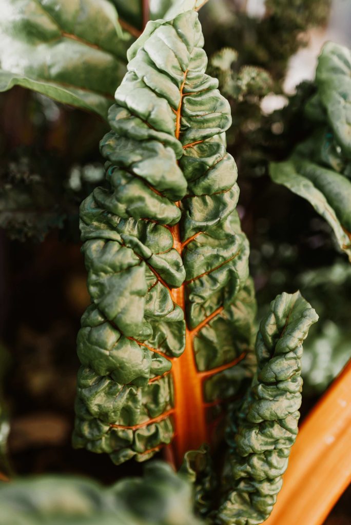 how to harvest swiss chard without killing the plant