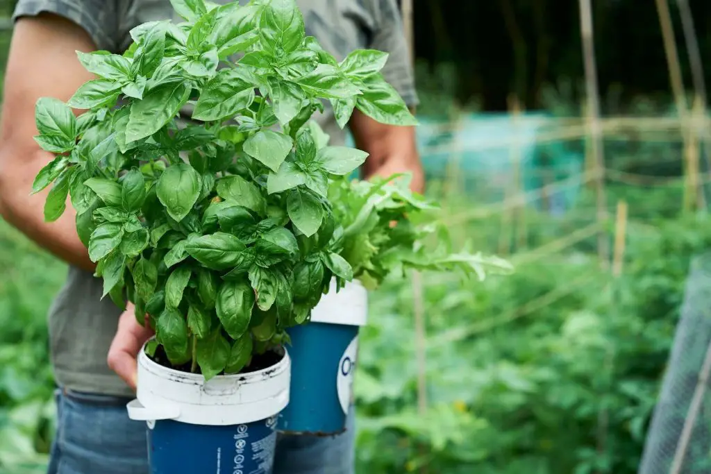 how to trim basil plant without killing it