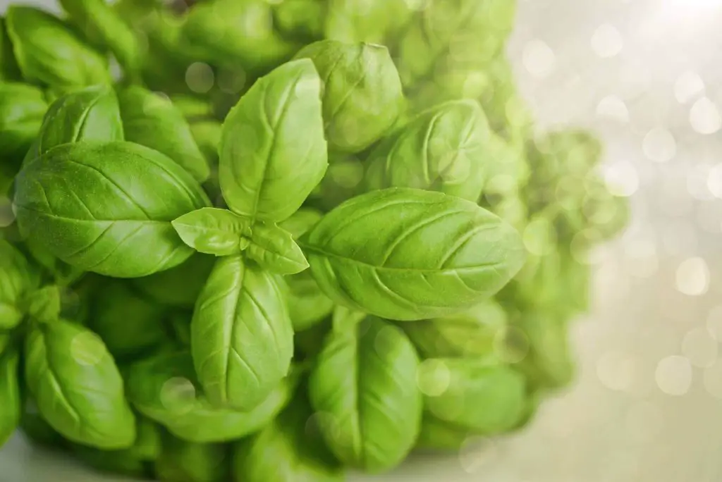 how to trim basil plant without killing it