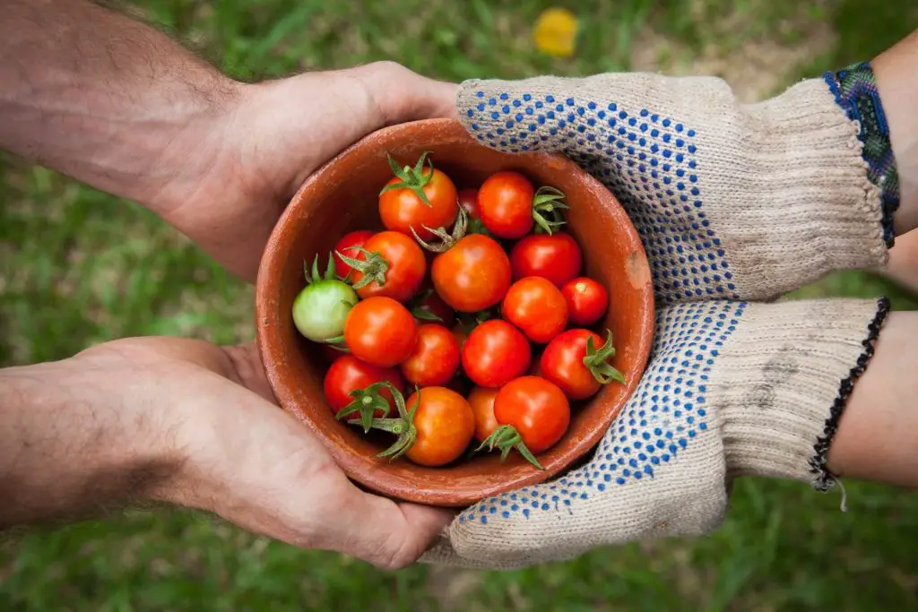 neem oil for tomatoes