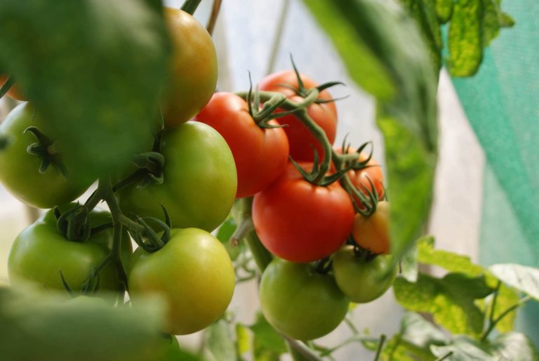 Tomato Plants Over Winter: How To Help Them THRIVE! [2023]