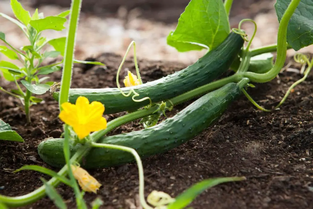 what not to plant with kale