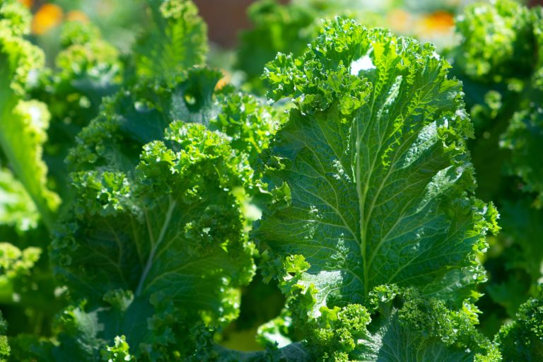What Not To Plant With Kale: An Easy Guide 2023