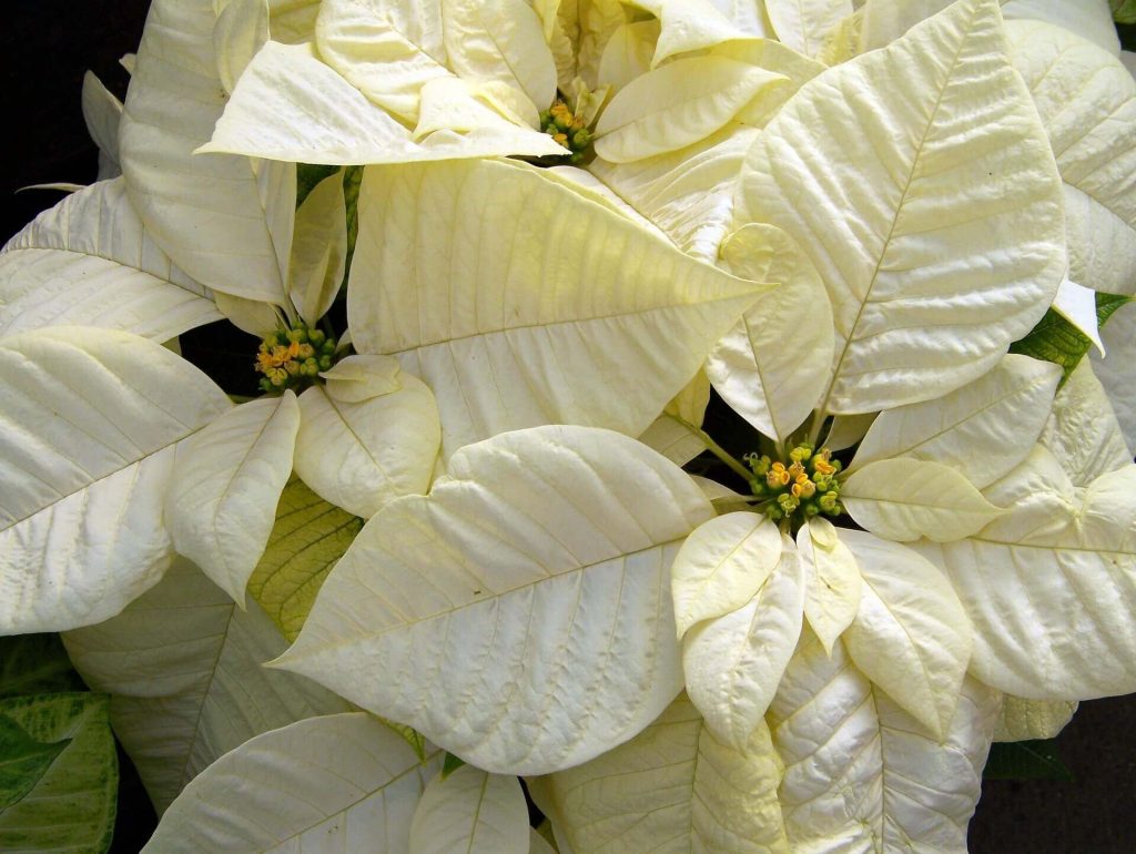 white winter plants