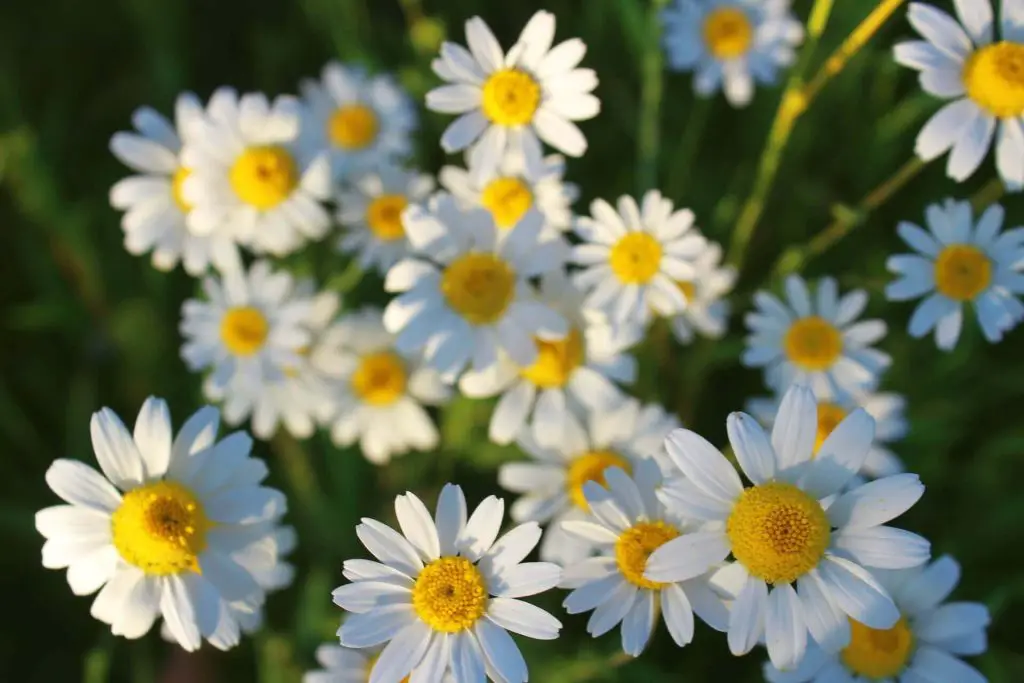 companion planting chamomile