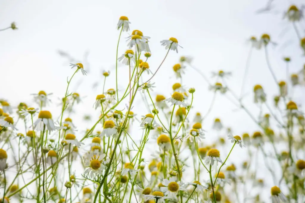 companion planting chamomile