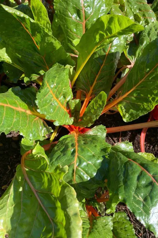 35 Companion Plants For Chard Your Complete Guide For 2023!