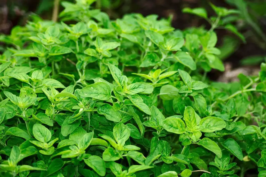 companion plants for oregano