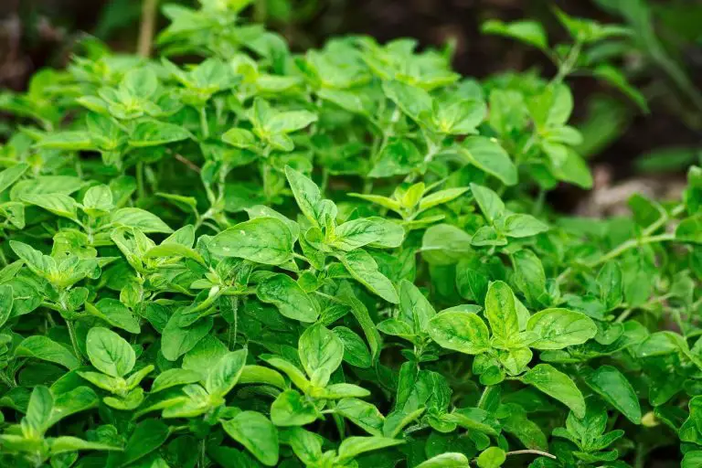 11 Best Companion Plants For Oregano & What To Avoid! [2023]