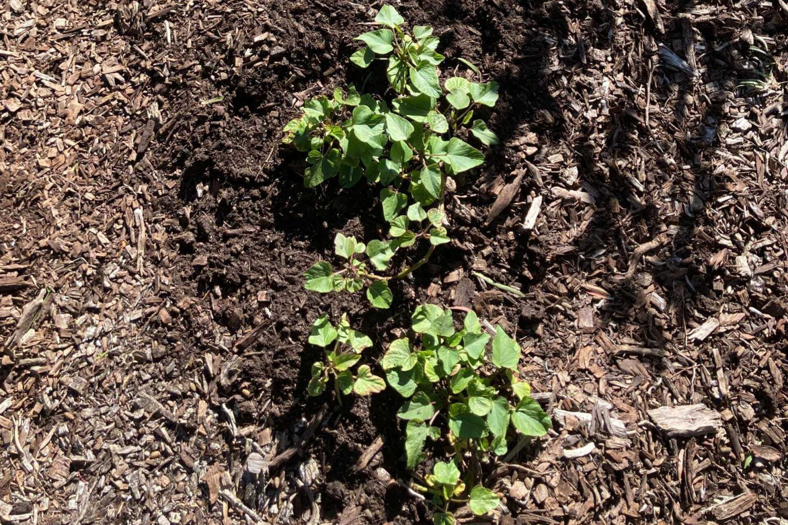 25 Companion Plants For Sweet Potatoes To Help Them THRIVE!