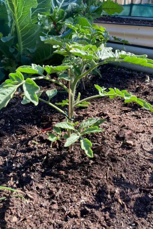 25 Companion Plants For Sweet Potatoes To Help Them THRIVE!