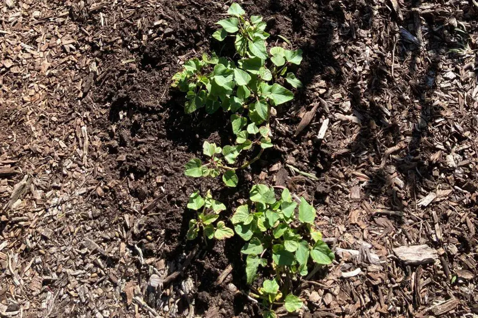 25 Companion Plants For Sweet Potatoes To Help Them THRIVE!